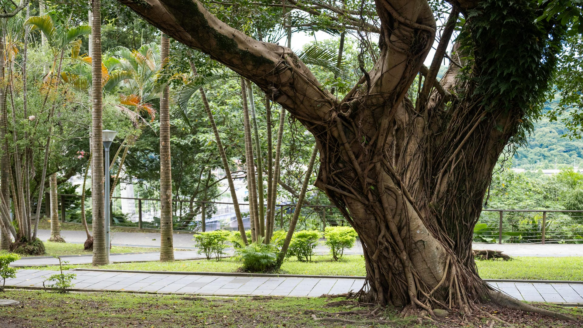 大溪中正公園