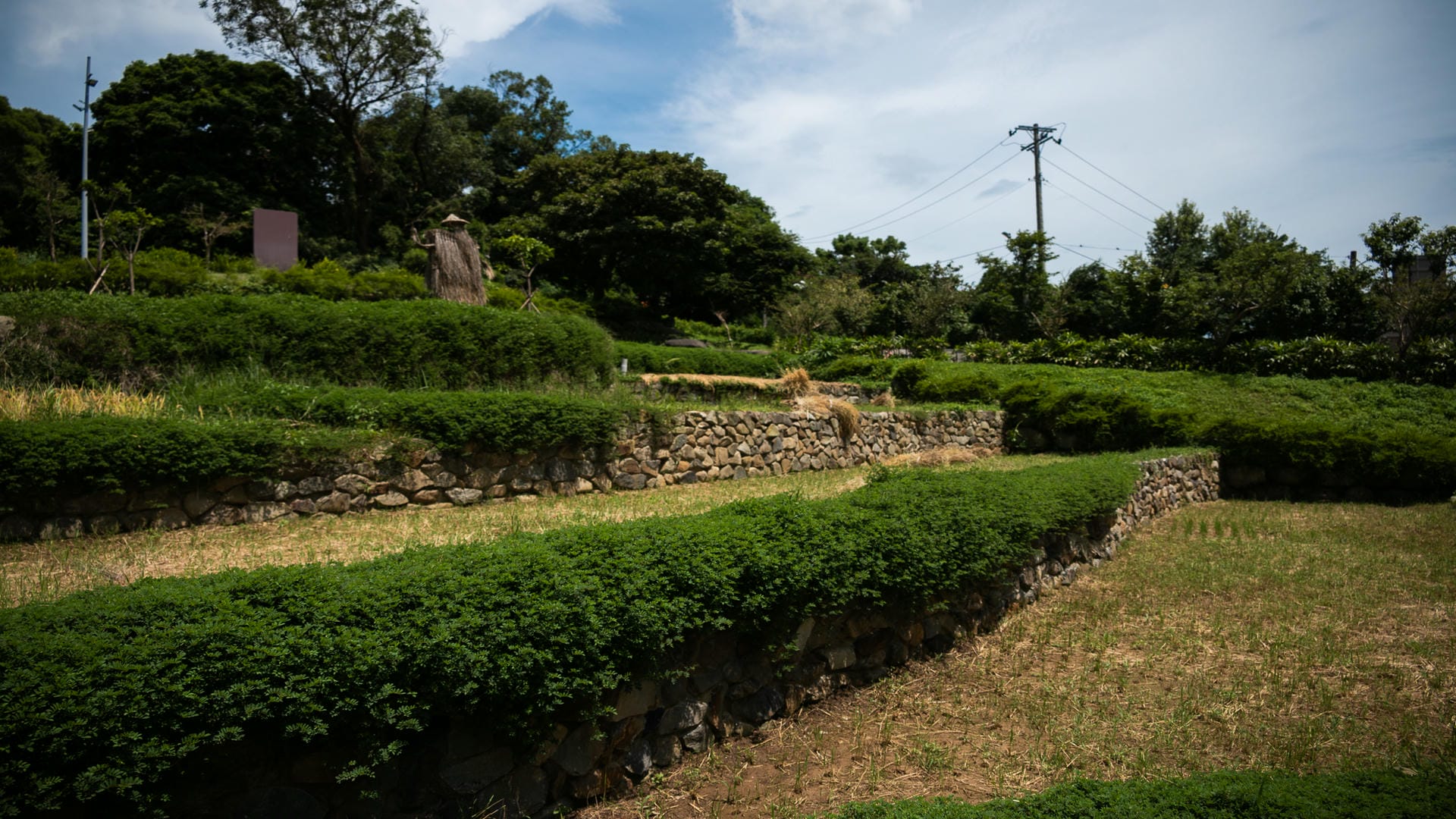 大有梯田生態公園